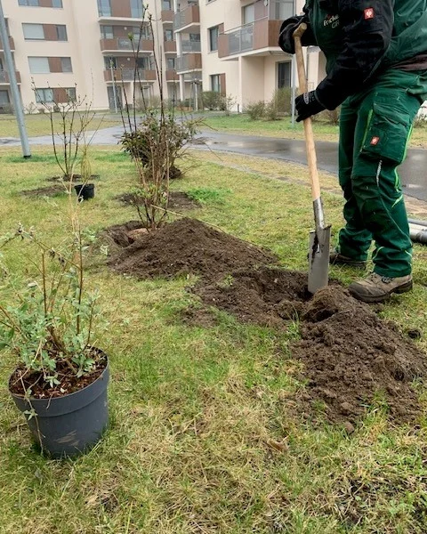 Mehr Grün & Privatsphäre im Nordquartier! 🌿

Wir haben 60 neue Sträucher gepflanzt – darunter Sommerflieder, Feuerdorn & Purpur-Weide. Sie ergänzen die 240 bestehenden Gehölze und schaffen mehr Sicht- & Schutz für den Innenhof & die EG-Terrassen. 🌱
So bleibt die Grünanlage eine Oase für Bewohner und wird nicht zur Abkürzung Richtung Seehausener Str. & Haltestelle genutzt. 🚶‍♂️

📍 Nordquartier, Wiederitzsch

#viertelliebe #leipzig #nordquartier